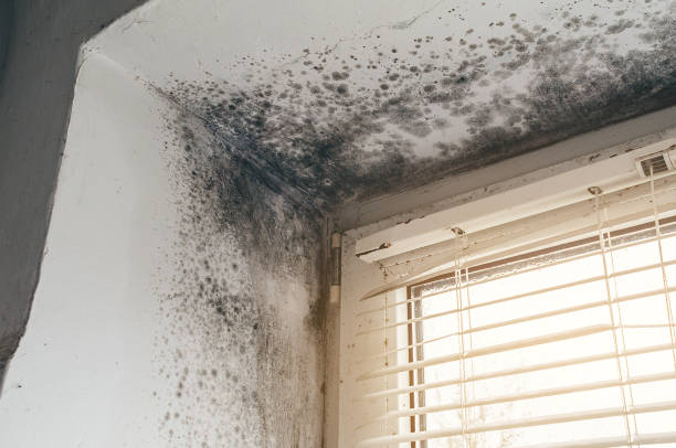 Affordable Mold Inspection solutions in Cross Fork, PA